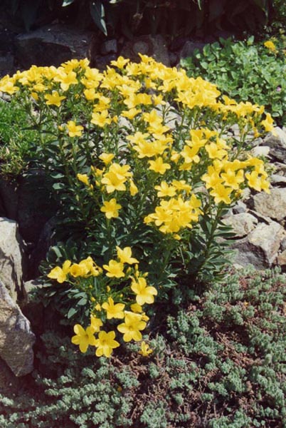 Linum flavum en fleurs dans une prairie sèche des Balkans